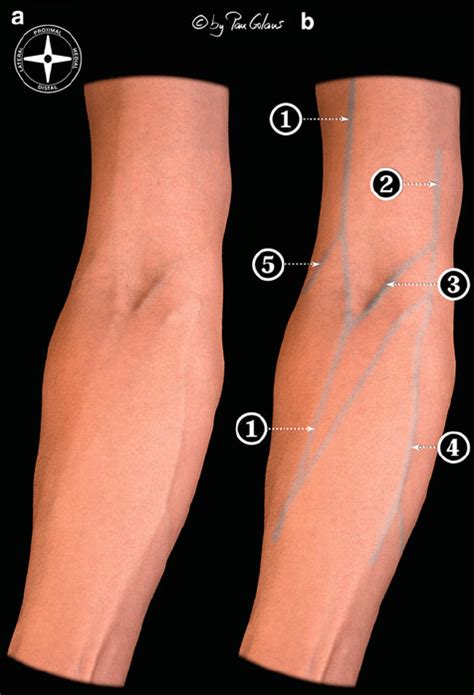 Blood Draw/Venipuncture - Technique and Overview - The Procedure Guide