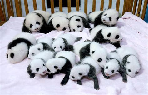 Panda overload! 14 cute babies cuddle in a crib