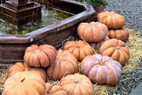 The Ultimate Guide to Pumpkin Types and Choosing Pumpkins | Pumpkin, Types of pumpkins, Fresh ...