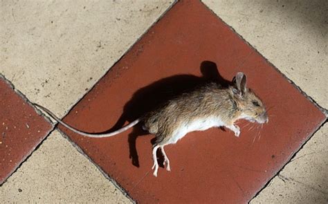 How To Get Rid of Dead Mouse Smell in Your Home