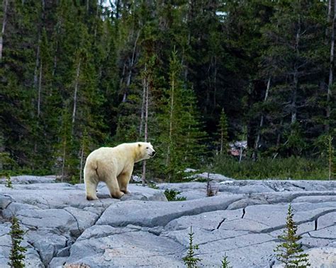 A Complete Guide To Churchill Manitoba: Polar Bears, Belugas, and More! - Adventure Family ...