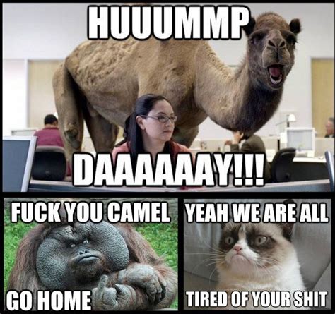 Hump Day Camel Meme War Pictures, Photos, and Images for Facebook, Tumblr, Pinterest, and Twitter