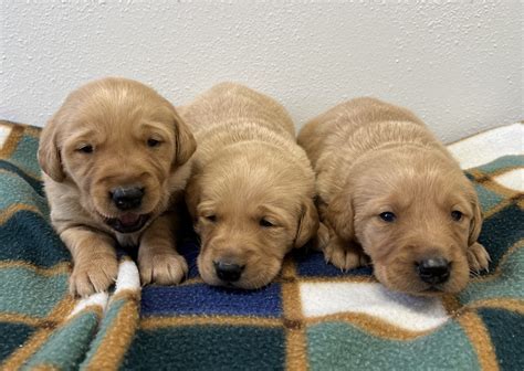 Goldador Puppies – Schelhaas Family Puppies