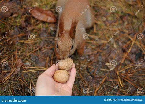 Red Squirrel in the Park Eating a Walnuts from Hands Stock Photo ...