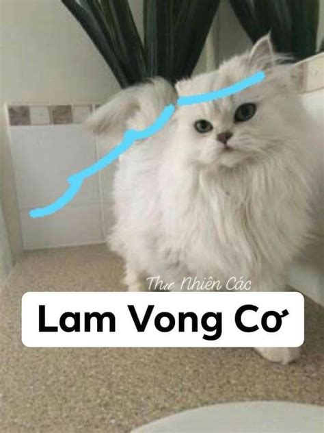 Mèo Lam Vong Cơ | Mèo, Viết, Tiêu