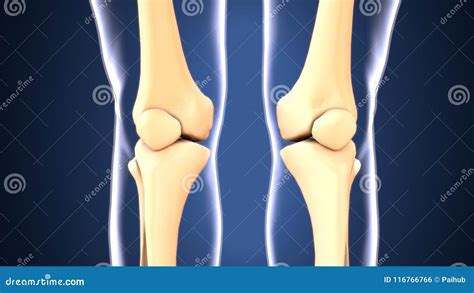 3d Illustration of Skeleton Knee Bone Anatomy Stock Illustration - Illustration of knee, patella ...