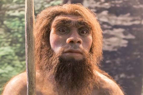 What Neanderthals Really Looked Like Or Hey Good Look - vrogue.co
