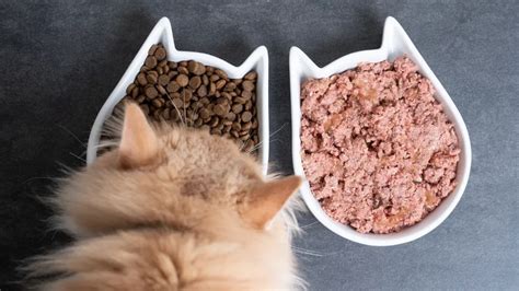 Best Cat Food By Brand Comparisons - Pet Food Site