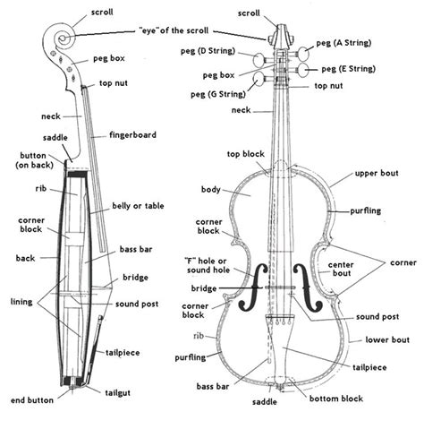 Violin Bow Parts Diagram Images & Pictures - Becuo | Learn violin, Violin, Violin lessons learning