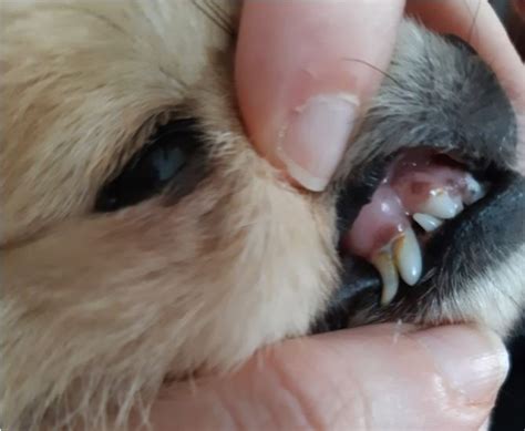 Retained Puppy Teeth How Long To Wait – drdougcrosby.com