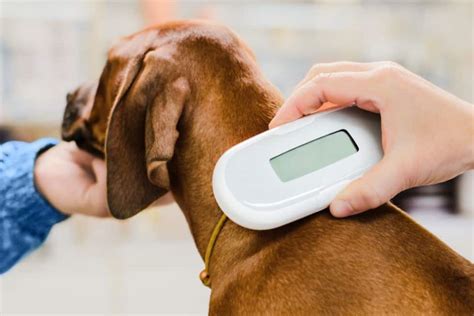 Where Are Microchips Placed In Dogs