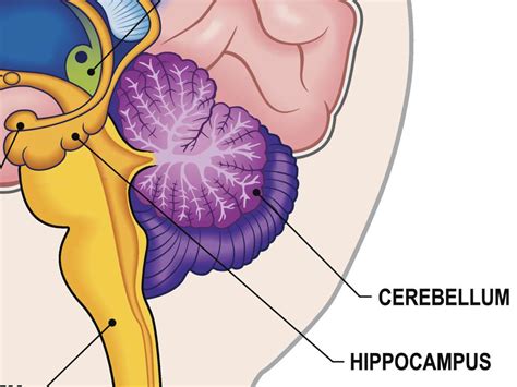 Hippocampus: Function, size, and problems