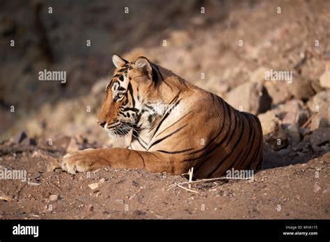 Bengal Tiger Cub Stock Photo - Alamy