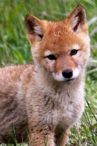 Desert Coyote Pups