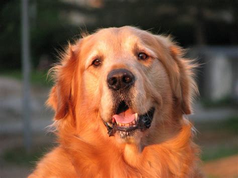 Pet Allergy - Are There Hypoallergenic Dog Breeds? - Official Golden Retriever