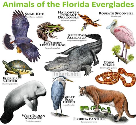 Animals of the Florida Everglades | Various reptiles, amphib… | Flickr