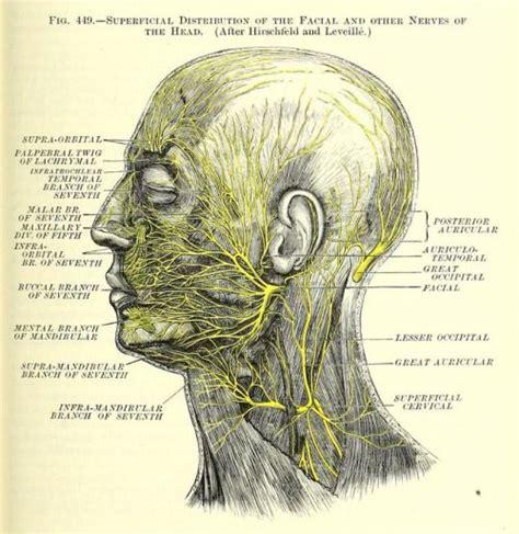 Fig. 449. Nerves of the head. A treatise on human... | nemfrog | Facial nerve, Facial nerve ...