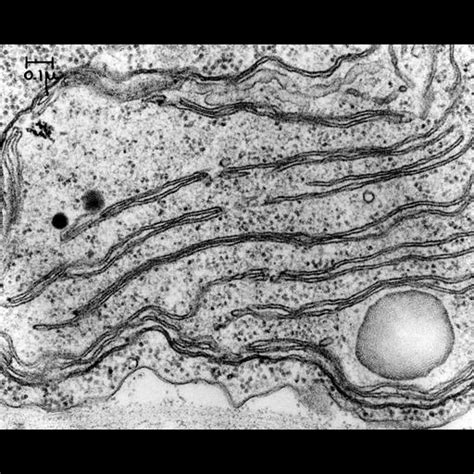 CIL:37251, Chlamydomonas reinhardtii. CIL. Dataset