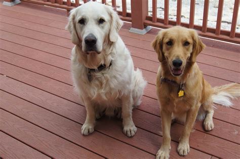 √√ Dog Golden Retriever Puppy Maine USA - Buy Puppy In Your Area