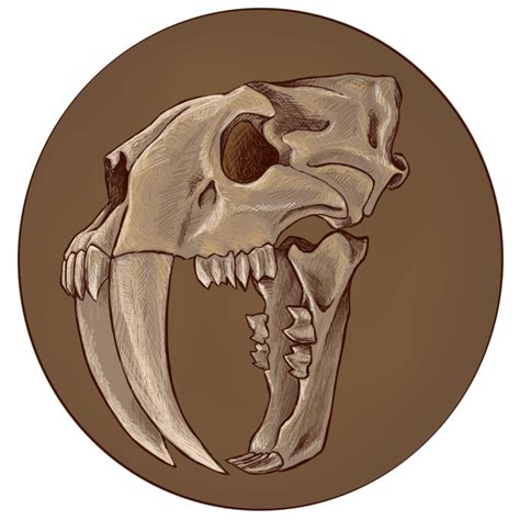 saber tooth tiger skull drawing - treelineartillustration