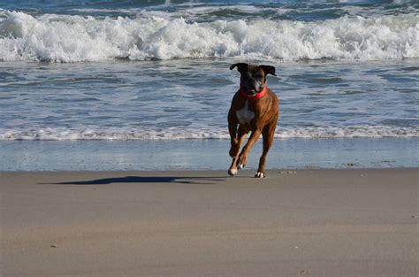 DSC_4869 | Myrtle beach, Beach, Animals