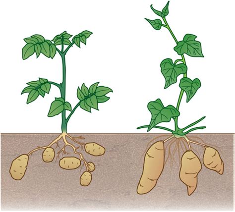 Tuber and Tuberous Root Development - Cassava Source-Sink Project