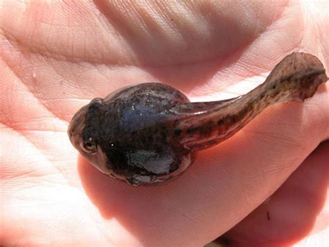 Severe Perkinsea Infection Detected In Panama and UK Tadpoles ...