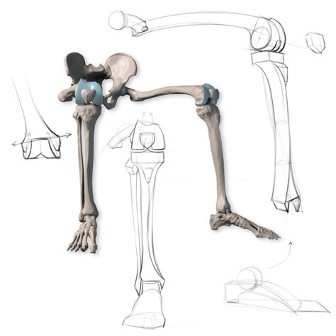 Leg Bone Anatomy Tracings | Human anatomy drawing, Human anatomy art, Anatomy art