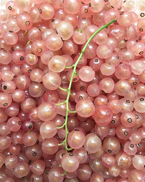 Champagne grapes. I used them in a fruit salad I made for nightshift one summer. It was busy and ...