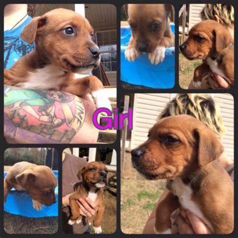 Pitweiler puppies. ONLY 2 LEFT!! for Sale in Florence, Mississippi ...