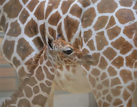 Zoo welcomes baby giraffe – WOWO News/Talk 92.3 FM, 1190 AM, 107.5 FM ...