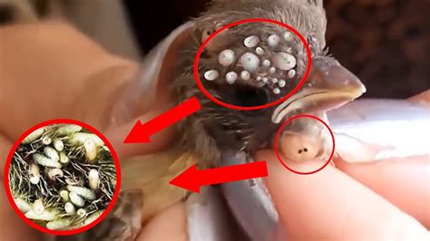 Birds Rescue! Baby Birds Botfly Larva Removal - Mangoworms Cuterebra Infection - YouTube