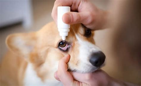 Can You Use Human Eye Drops On Dogs? 5 Tips To Clean Eye Infection At Home . - Petco Dog Care