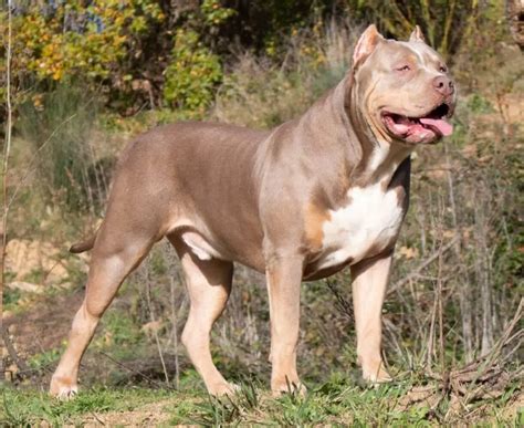 La raza de perro American Bully XL será prohibida