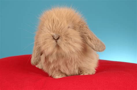 American Fuzzy Lop Rabbit Health, Temperament, Coat, Health and Care ...