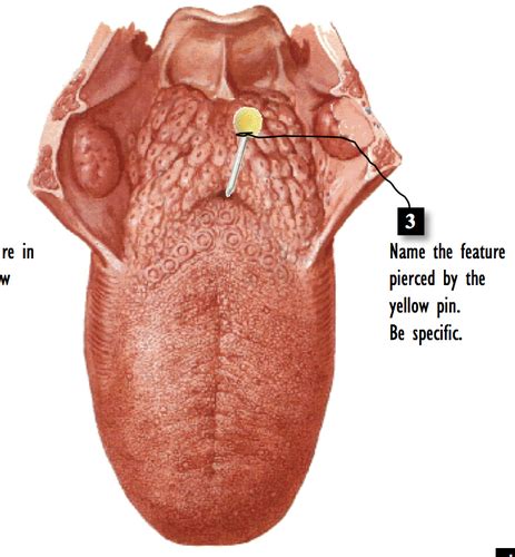 Foramen Cecum Tooth