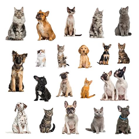 Why Are There Fewer Big Differences in Cat Breeds Than in Dog Breeds?