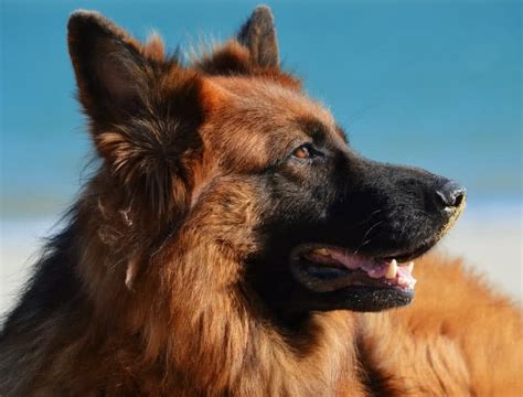 Is German Shepherd A Good Guard Dog - sudansite.net