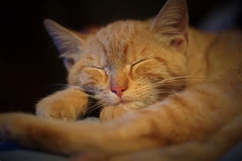 Free Images : view, animal, cute, pet, kitten, sleeping, peace, rest, nose, whiskers, sleep ...