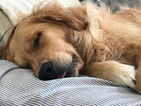 ★ℒ ★ zzzzzz | Golden retriever, Sleeping dogs, Retriever