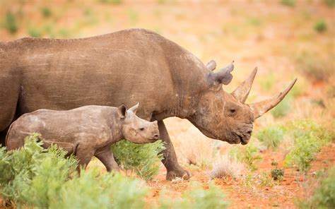 5 Tips for Capturing Incredible Photos of Baby Animals in the Wild