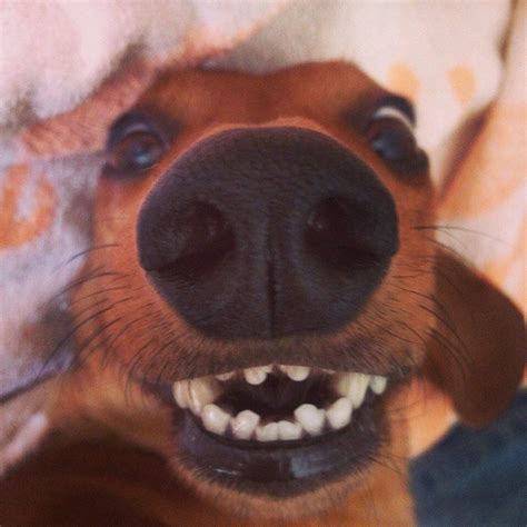 The 26 Most Wiener Dog Things To Ever Happen