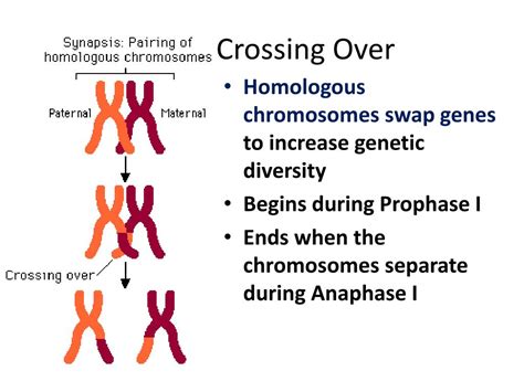 PPT - Diploid 2 complete sets of genes (chromosomes); Diploid in humans = 46 (all body cells ...