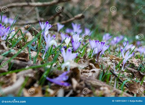 Spring Saffron Crocus Flower in the Spring Forest Stock Image - Image of color, food: 140915261