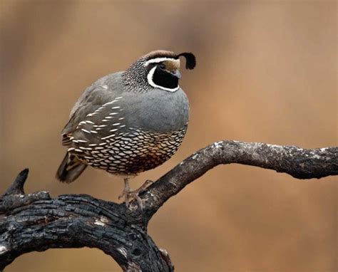 California Quail (Callipepla californica) - The Valley Quail Life History