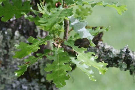 Chêne pubescent (Quercus pubescens) - Un très beau village du Quercy