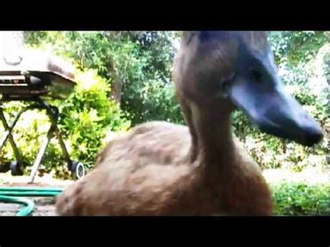 Ducks Quacking Loudly - YouTube