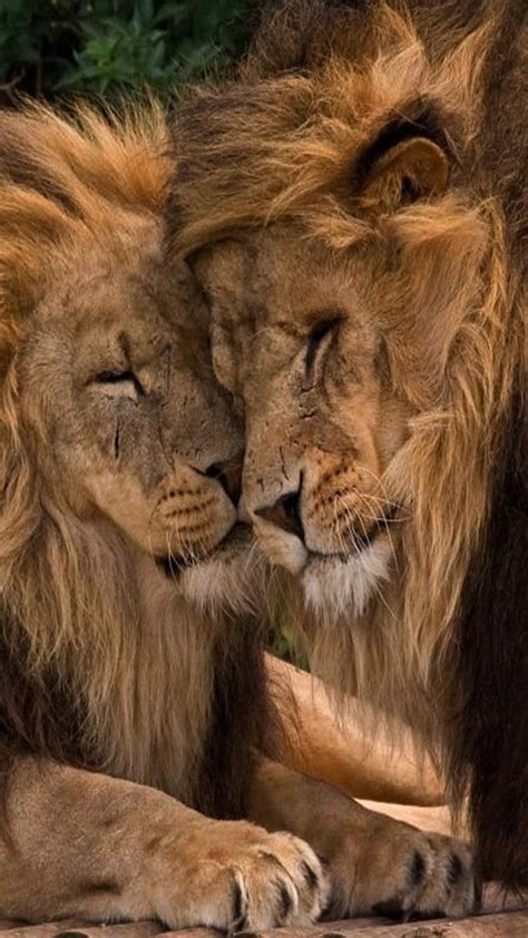 1080P free download | Lions Couple, HD phone wallpaper | Peakpx