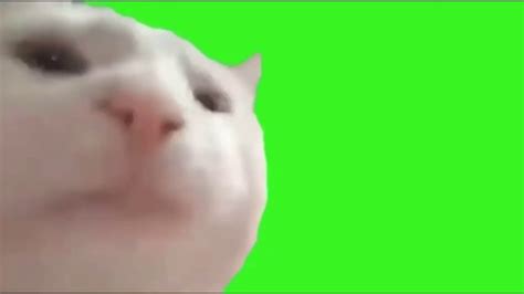 Cat Vibing Meme Green SCreen 60FPS Improved Version - YouTube