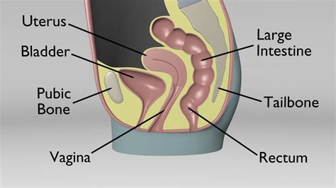 Female Sagittal Pelvic Anatomy - YouTube